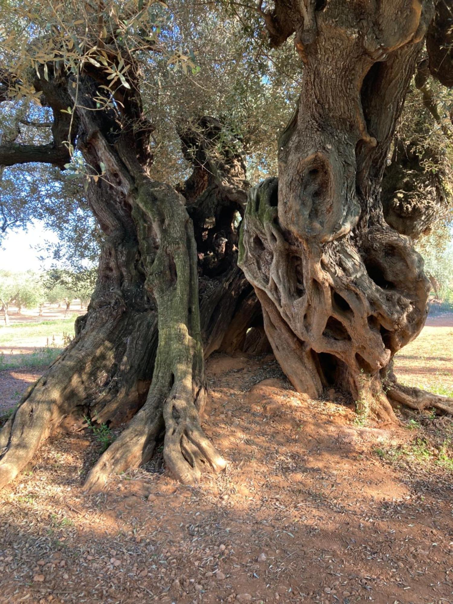 Althouse * Canet lo Roig